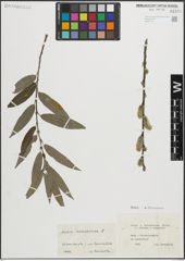 Foto von Salix cinerea L. x Salix viminalis L.